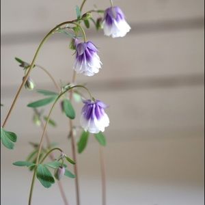 Meet your Posher, Yayoi